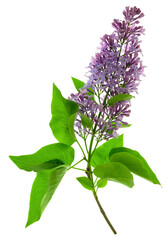 blooming lilac bush with a delicate tiny flower. Lilac lilac flower on a bush. Lilac flowers. on transparent, png