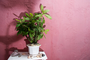 Euphorbia milii or spurge houseplant with assorted shells on kinfolk copper rose wall background