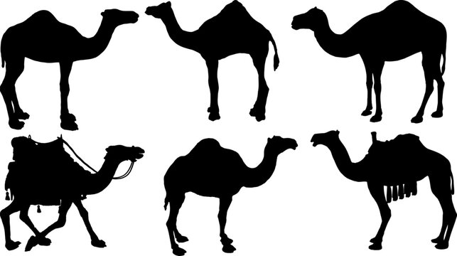 Set of Camels Silhouette Bundle vector illustration design