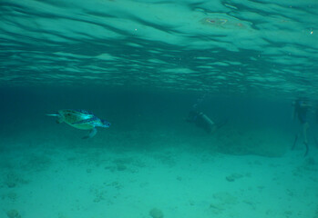 Obraz premium a sea turtle swimming on a reef on the island of Bonaire
