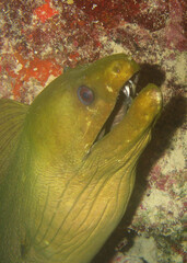 a green moray fish on a reef in the caribbean sea