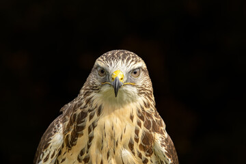 European Buzzard full face