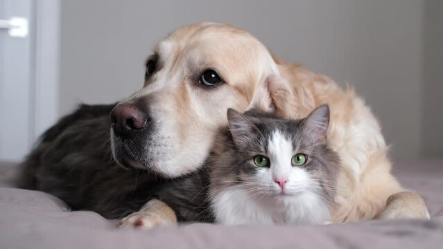 A cat and a dog lying together on a bed. Pets sleeping on a cozy plaid. Caring for animals. Love and friendship of a kitten and a puppy.