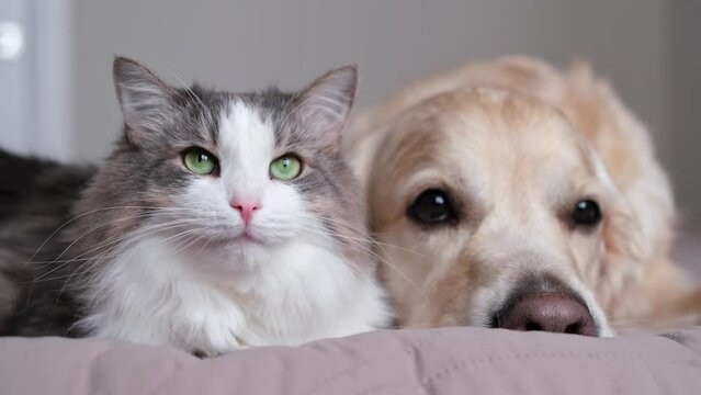 A cat and a dog lying together on a bed. Pets sleeping on a cozy plaid. Caring for animals. Love and friendship of a kitten and a puppy.