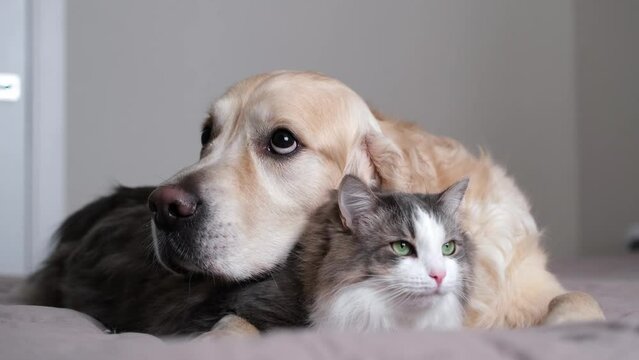 A cat and a dog lying together on a bed. Pets sleeping on a cozy plaid. Caring for animals. Love and friendship of a kitten and a puppy.