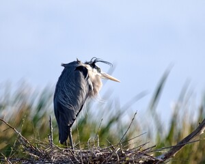 great blue heron ardea cinerea