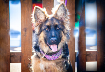 Gorgeous animals, pets, german shepperd, golden retriever. Happy dogs enjoying their lifes with the...