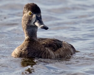 Ring-Necked Duck Aythya Collaris