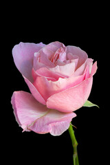 One pink rose bud isolated on black.