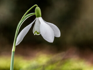 Early English snowdrops in Cottisford Churchyard in Northamptonshire traditionally sown by monks to...