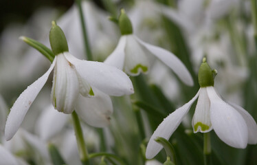 Early English snowdrops in Cottisford Churchyard in Northamptonshire traditionally sown by monks to indicate purity.
