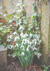 Early English snowdrops in Cottisford Churchyard in Northamptonshire traditionally sown by monks to...