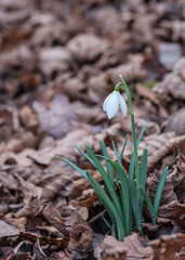 Early English Snowdrops in the churchyard of Wellford Park in Berkshire