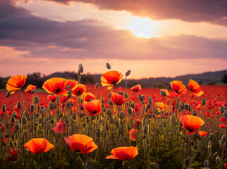 Fototapeta na wymiar Poppies: The Bright and Delicate Flowers that Bloom in the Countryside and Create a Peaceful and Scenic Landscape at Sunset