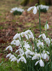 Early English Snowdrops in the churchyard of Wellford Park in Berkshire