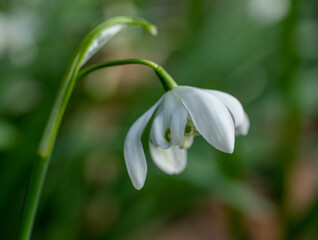 Roadside English Spring Snowdrops