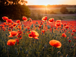 Obraz premium Poppies: The Bright and Delicate Flowers that Bloom in the Countryside and Create a Peaceful and Scenic Landscape at Sunset