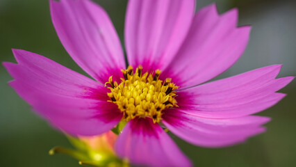 Obraz premium The pink cosmos (cosmos caudatus) blooms in the blurred green garden.Inspirational Motivational quote- Start your Tuesday morning light with pink flowers.Natural flower background. Close up.