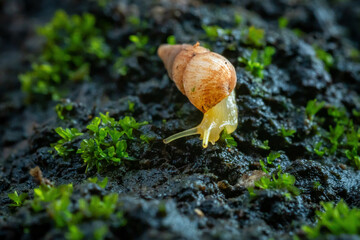 Spiked awlsnail on mossy tree branch, with natural bokeh background and shallow depth of field