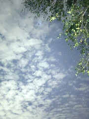 leaves on the ground, night sky with stars, wide angle view