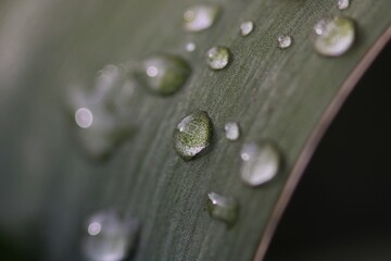 drops of dew on the grass