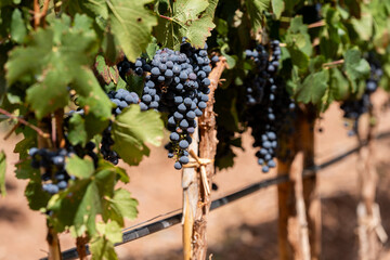 racimo de uvas para cosechar 