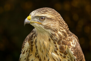 European Buzzard