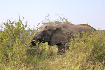 Naklejka na ściany i meble Afrikanischer Elefant mit verletztem Rüssel / African elephant with an injured trunk / Loxodonta africana..