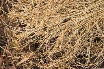 Close up shots of dry crops after harvesting.
