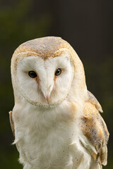 Barn Owl