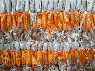 golden dried corns hanging in rows