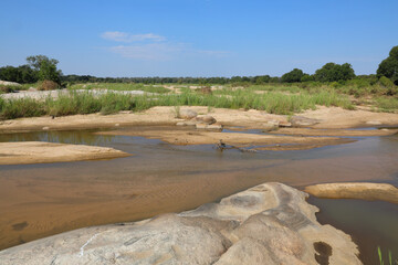 Afrikanischer Busch - Krügerpark - Sand River / African Bush - Kruger Park - Sand River /