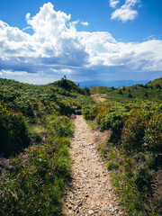 Fototapeta na wymiar Beautiful path going up on mountain between bushes