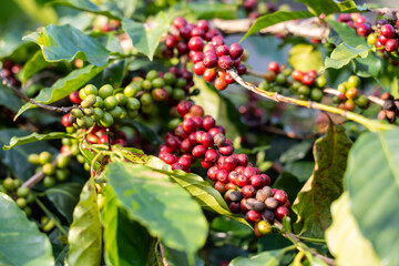 fresh coffee cherry on the coffee tree