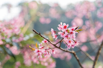 Phaya Suea Krong flower in the winter of Thailand