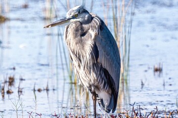 great blue heron ardea cinerea