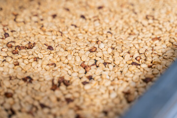 Drying parchment coffee beans in the sun