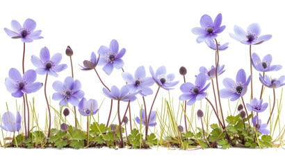 Border of blue violet wild forest flowers liverwort