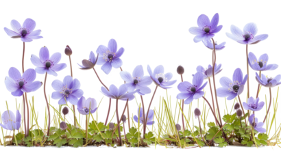 Border of blue violet wild forest flowers liverwort