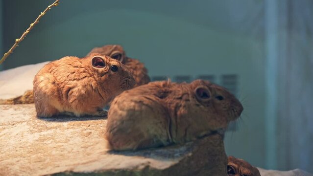 Detail of the common gundi (Ctenodactylus gundi), species of rodent in the family Ctenodactylidae. It is found in Algeria, Libya, Morocco, and Tunisia.