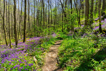 A profuse colony of Purple phacelia, Phacelia bipinnatifida, blankets a woodland slope on both...