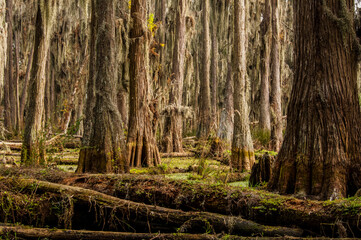 At Blackwater Creek Nature Preserve in Florida, the cypress swamp is illuminated by filtered...