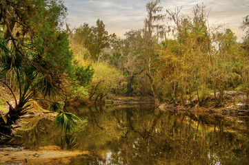 The banks of the Alafia River is captured in a surreal image as the warm morning sun shines on the...