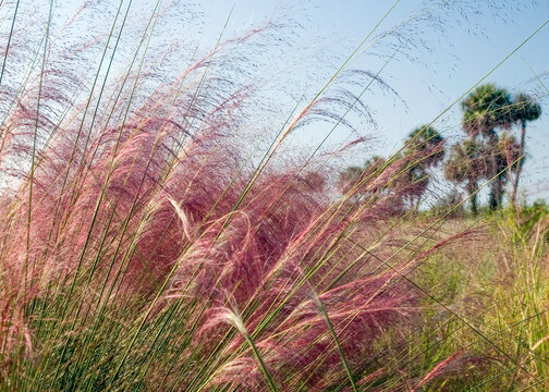 Native muhly grass at its peak bloom. Delicate silky plumes form a pink haze in the foreground, with a group of cabbage palms in the background.  - Powered by Adobe