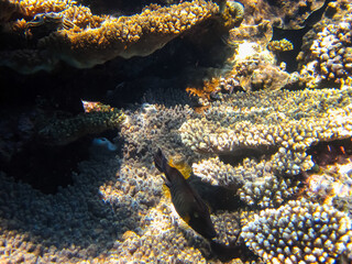 Beautiful fish in the coral reef of the Red Sea