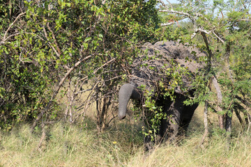 Afrikanischer Elefant / African elephant / Loxodonta africana