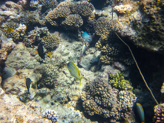 Beautiful fish in the coral reef of the Red Sea