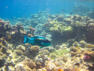 Naklejka na ściany i meble Beautiful fish in the coral reef of the Red Sea