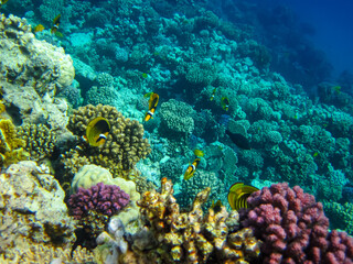 Naklejka na ściany i meble Beautiful fish in the coral reef of the Red Sea