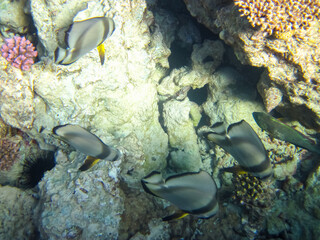 Beautiful fish in the coral reef of the Red Sea